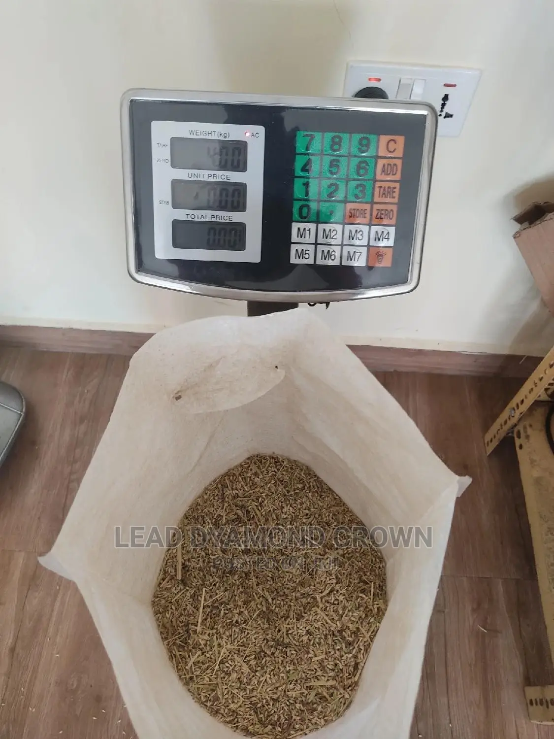 Brachiaria Grass Seeds
