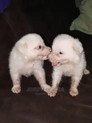 1-3 months Male Purebred American Eskimo