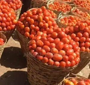 Utc Tomatoes