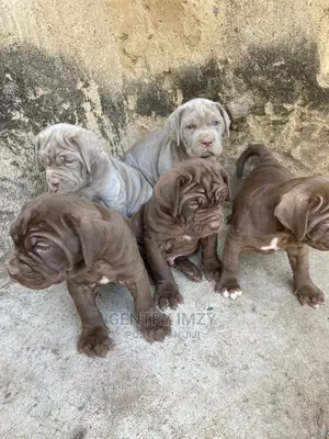 1-3 months Male Purebred Neapolitan Mastiff