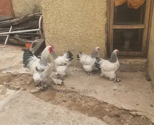 Brahma Sussex Day Old and Eggs