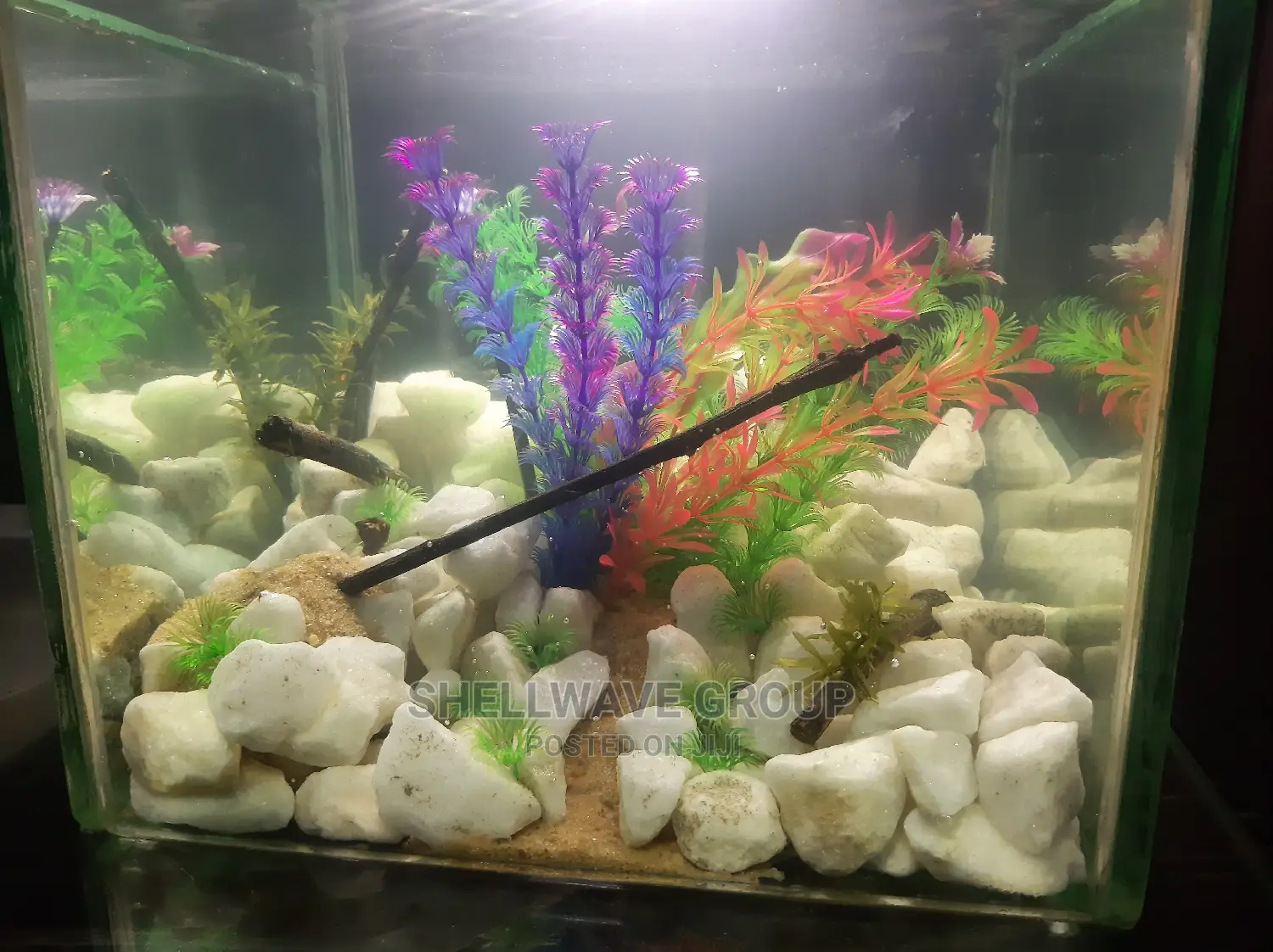 Rimless Aquarium for Sale