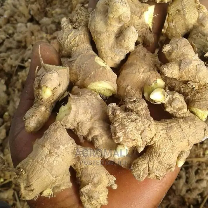 Hybrid Ginger _1kg