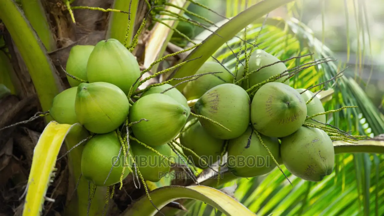 Malaysia Dwarf Coconut Seedlings