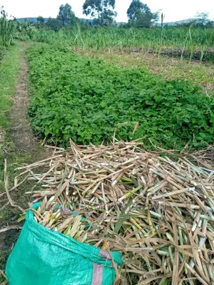 Super Napier Cuttings