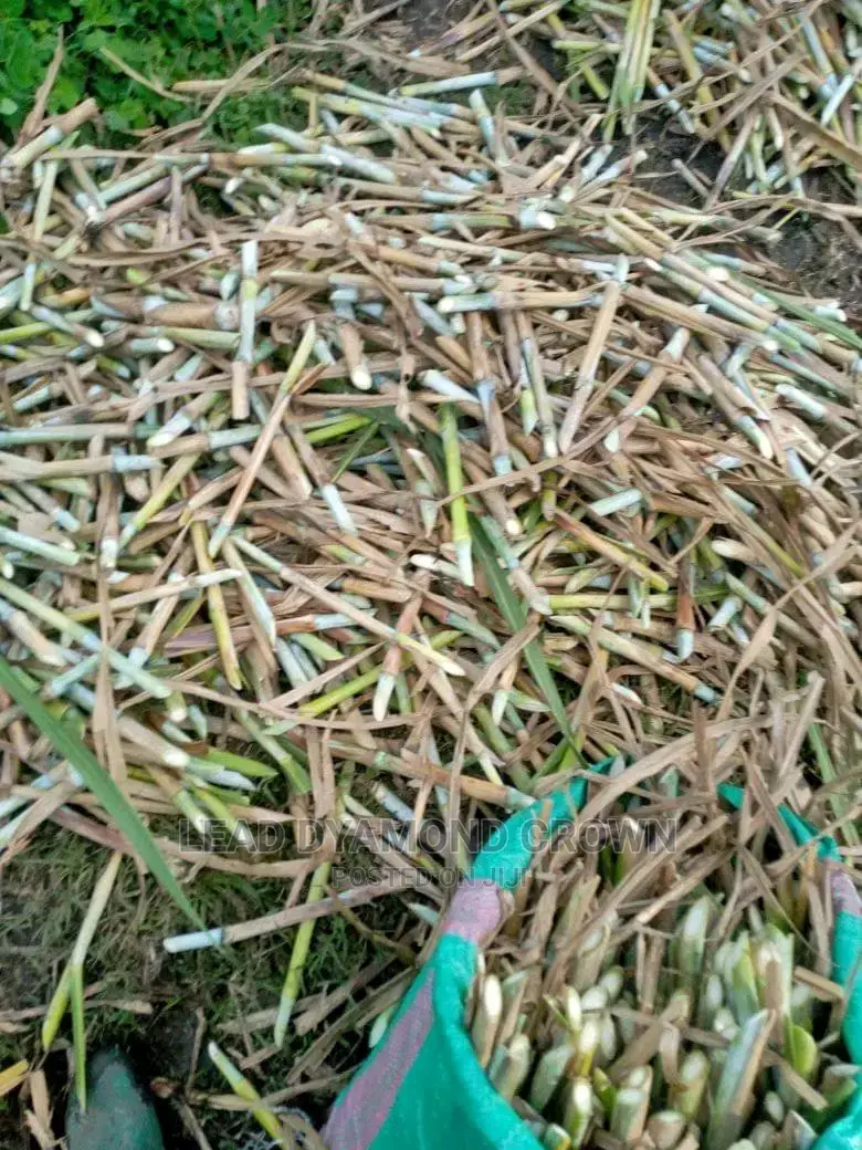Super Napier Cuttings
