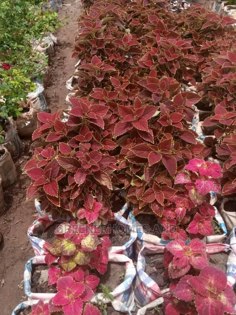 Coleus Plant