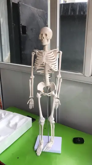 Human Skeleton Medium