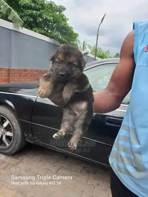1-3 months Female Purebred German Shepherd