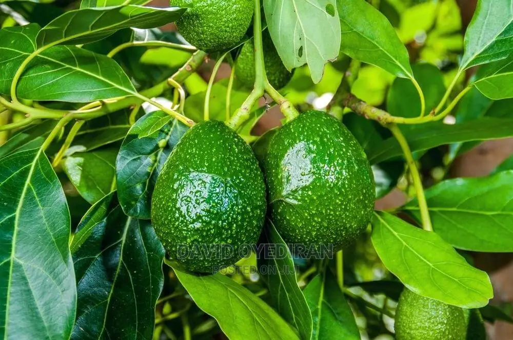 Avocado Seedlings