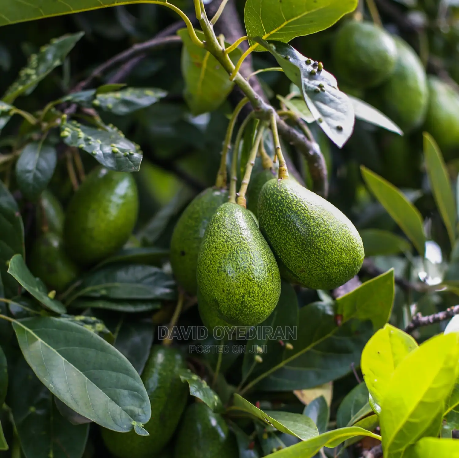Avocado Seedlings