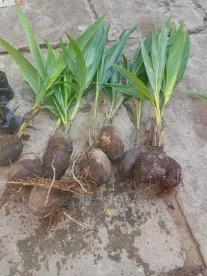 Coconut Faming in Nigeria.