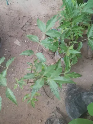 NEEM (Dongo Yaro)SEEDLINGS