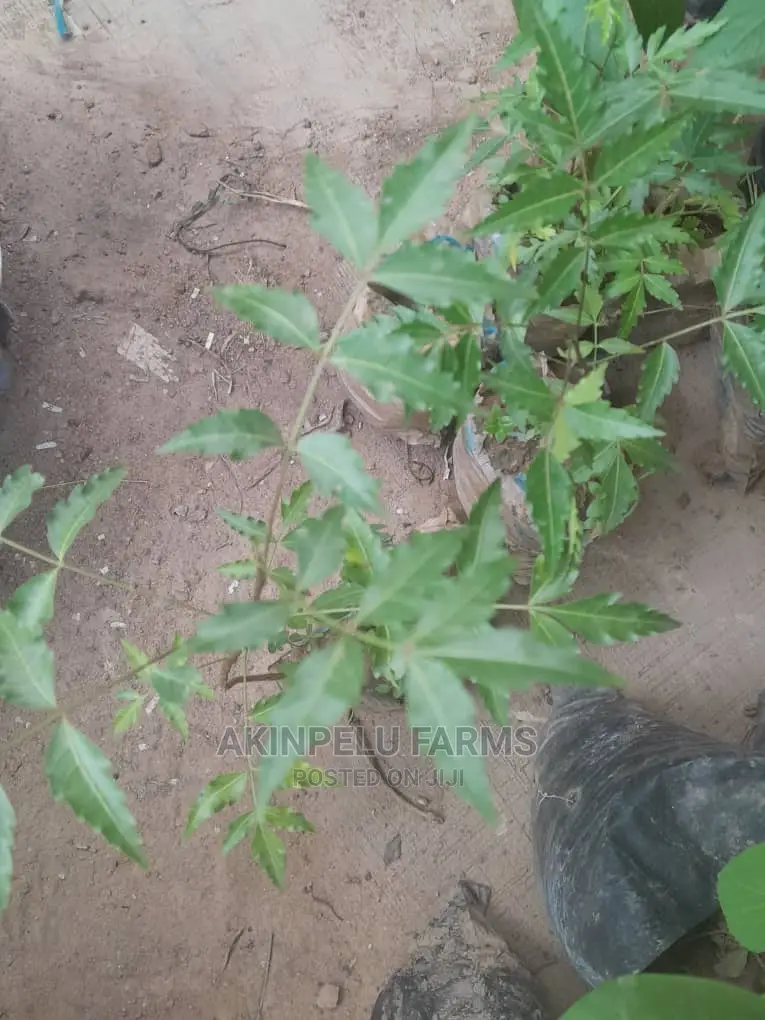 NEEM (Dongo Yaro)SEEDLINGS