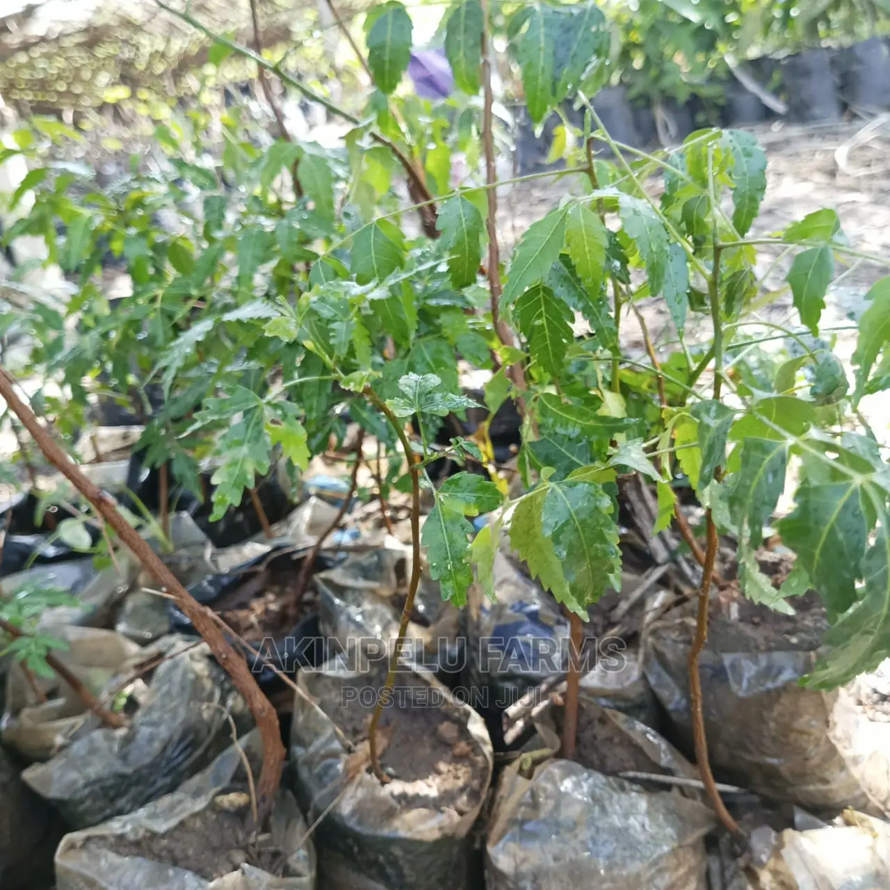 NEEM (Dongo Yaro)SEEDLINGS