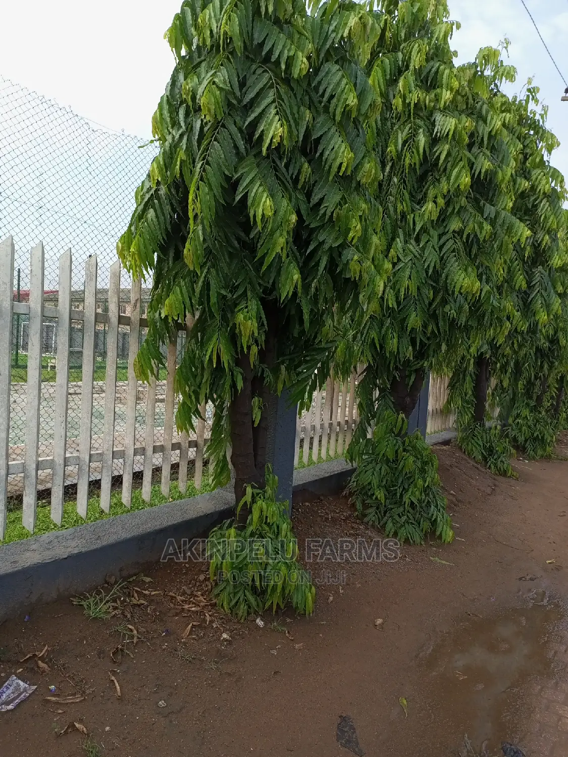 Masquerade Tree.