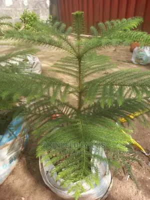 Tree Planting Service.