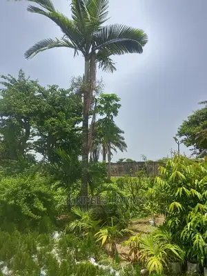 Tree Planting Service.