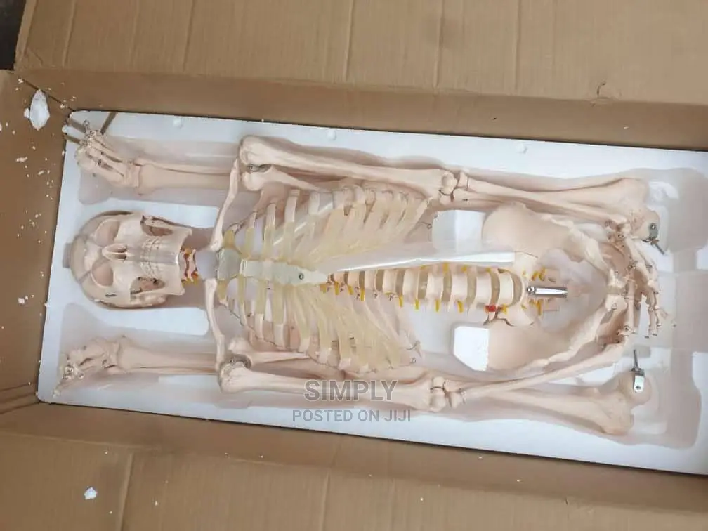 Human Skeleton Big Sizee