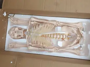 Human Skeleton Big Sizee