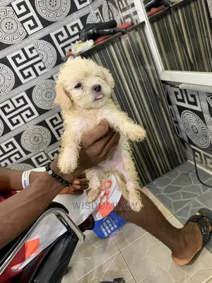 1-3 months Female Purebred Lhasa Apso