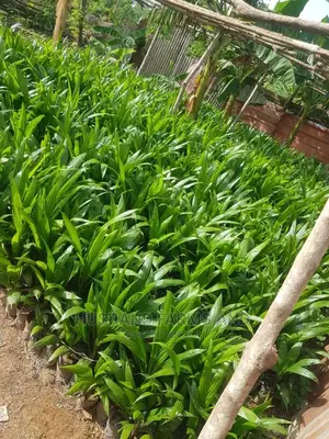 Tenera Oil Palm Seedlings