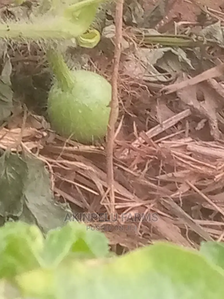 Watermelon Seed.
