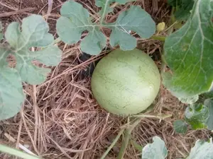 Watermelon Seed.