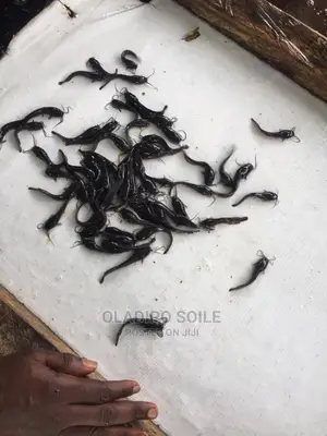 Fingerlings, Juveniles Broodstocks