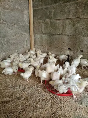 Live Chicken