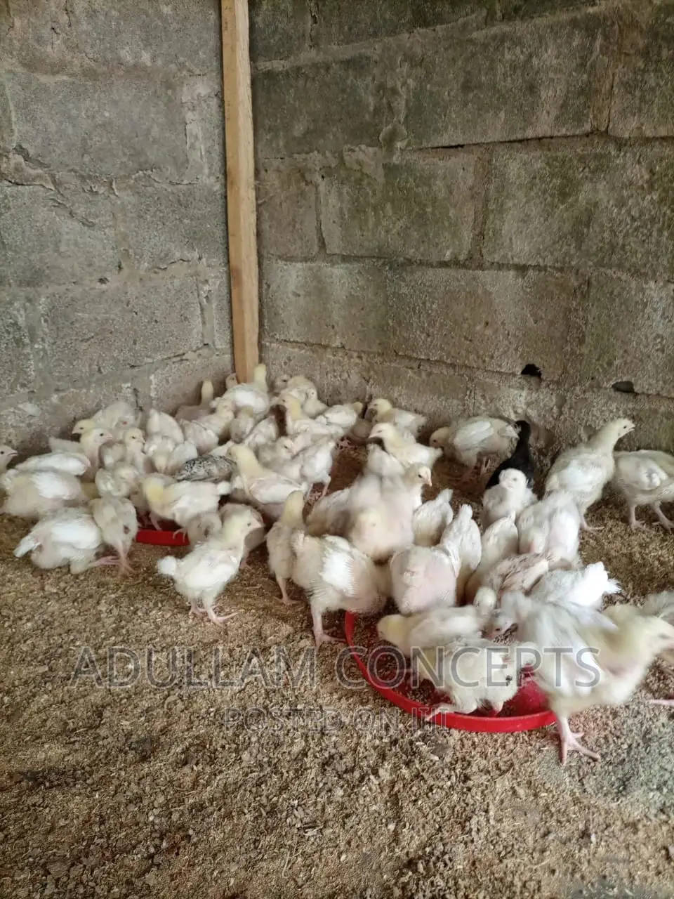 Live Chicken