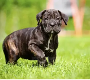 1-3 months Female Purebred Cane Corso