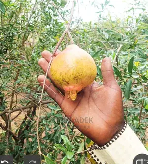 Pomegranates, Hybrid Fast Fruiting
