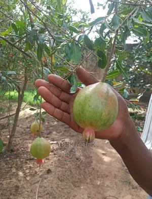 Pomegranates, Hybrid Fast Fruiting