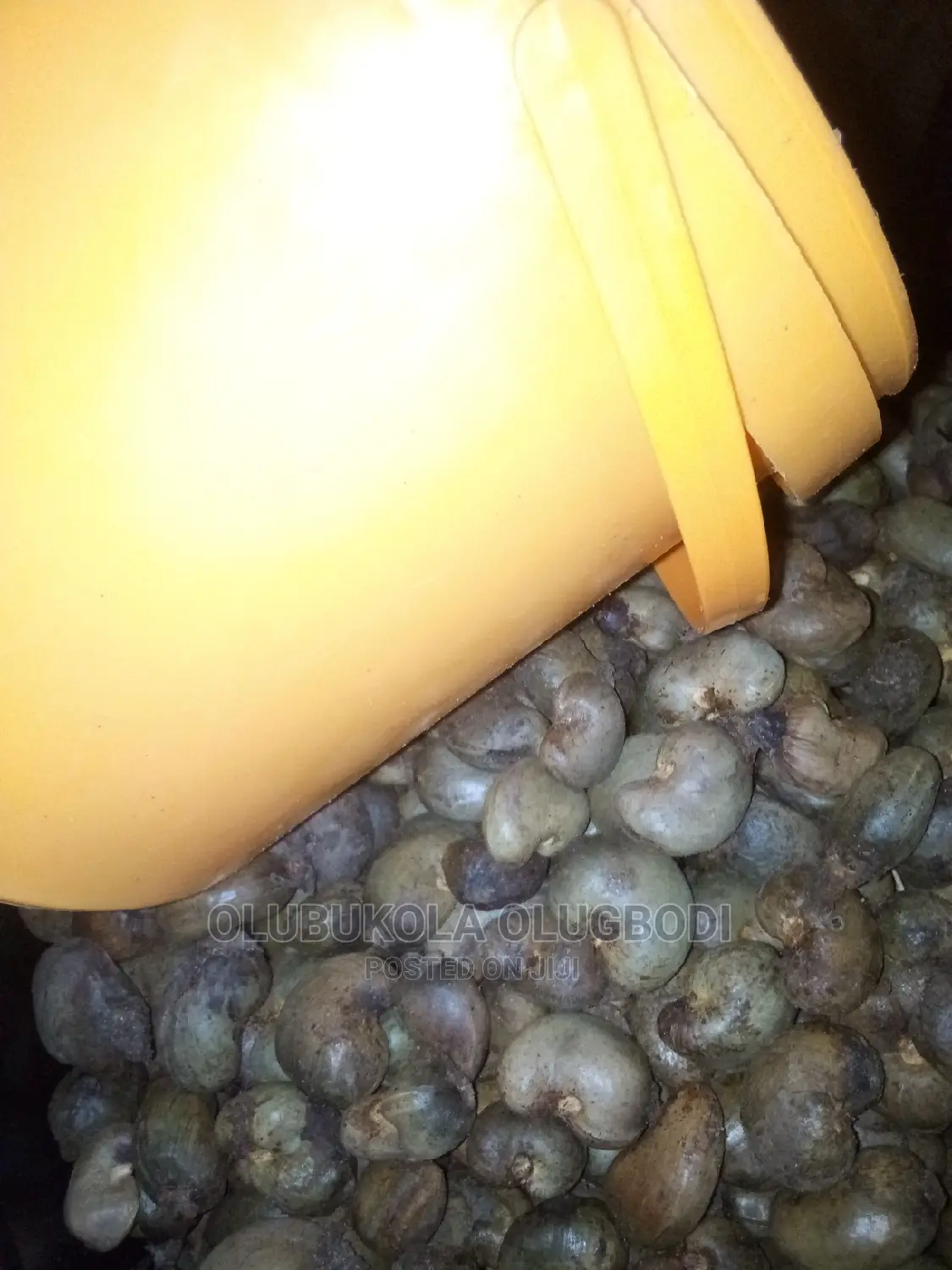 Cashew Seeds And Seedlings