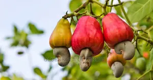 Cashew Seeds And Seedlings