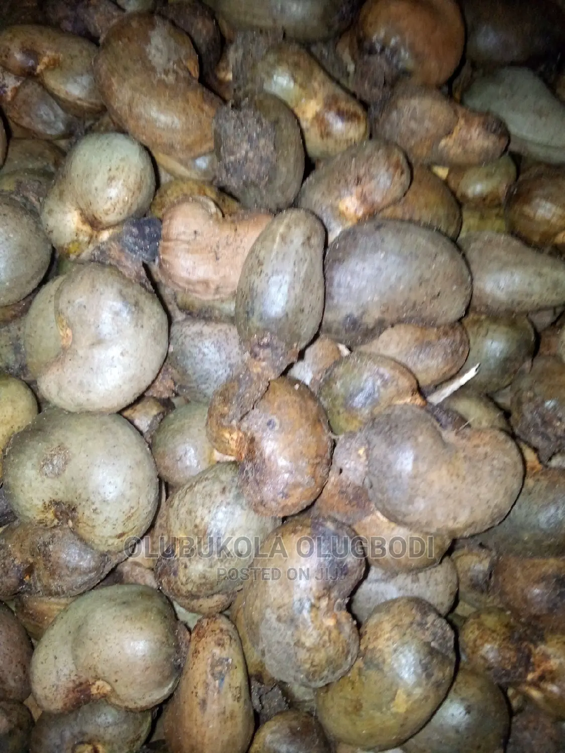 Cashew Seeds And Seedlings