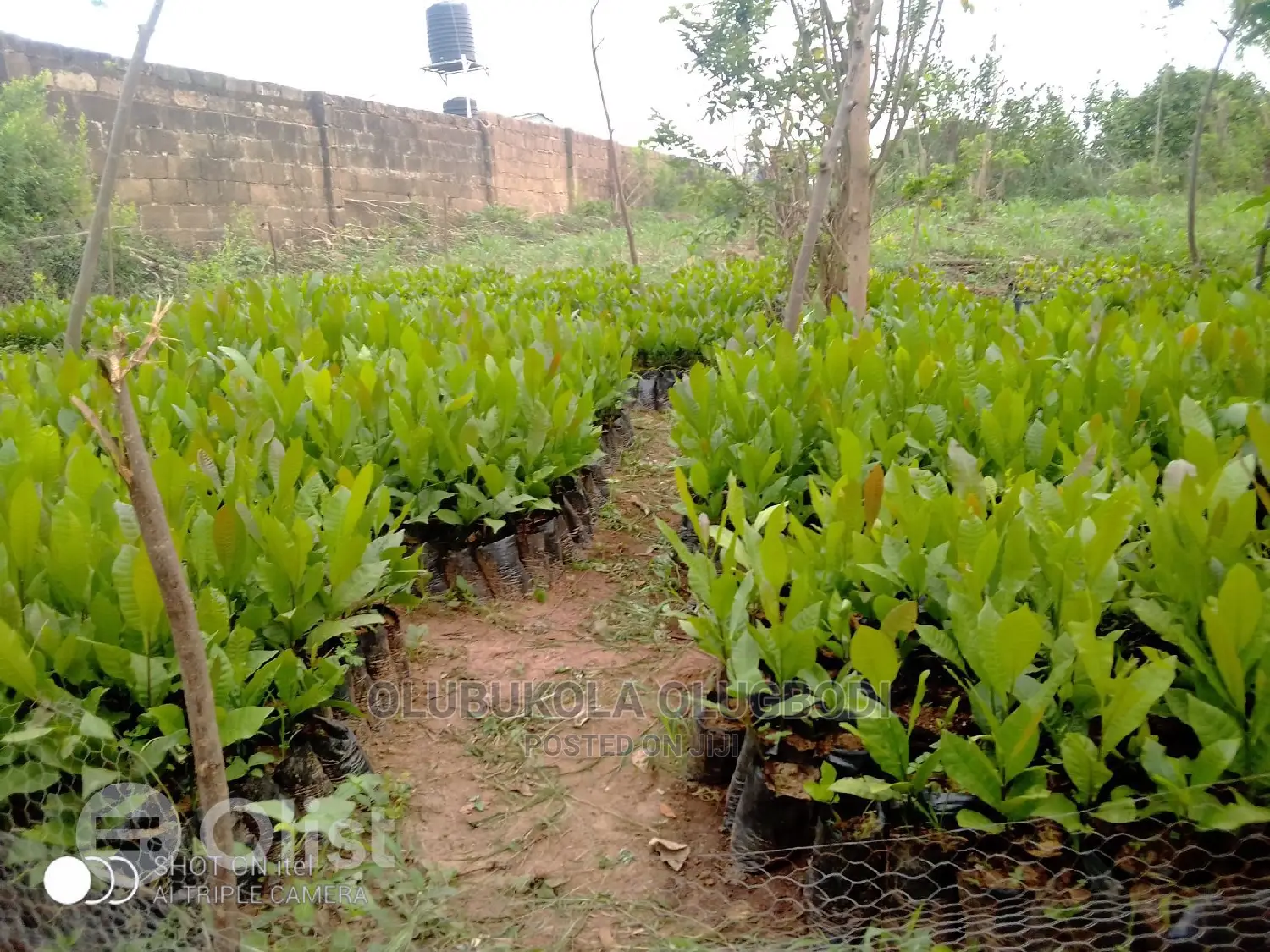 Cashew Seeds And Seedlings