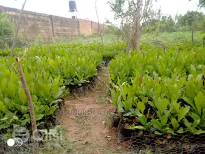 Cashew Seeds And Seedlings