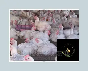 Live Chicken