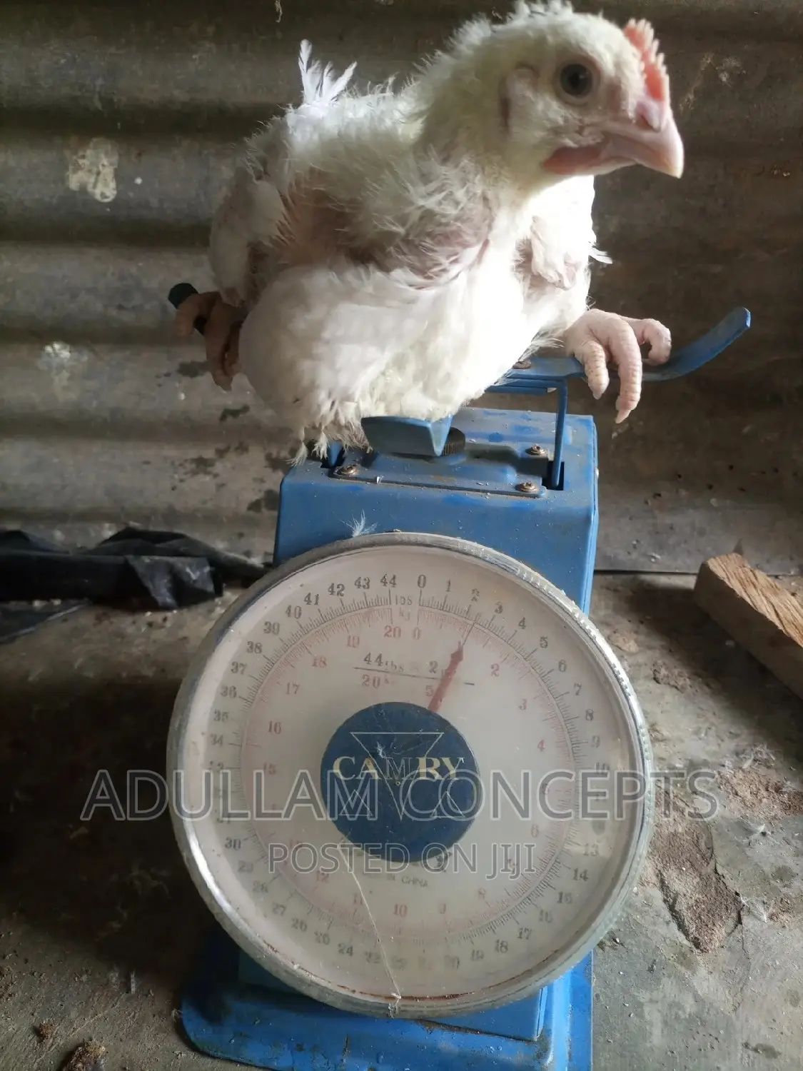 Live Chicken