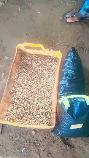 Neem Seed (Dongoyaro) and Seedlings