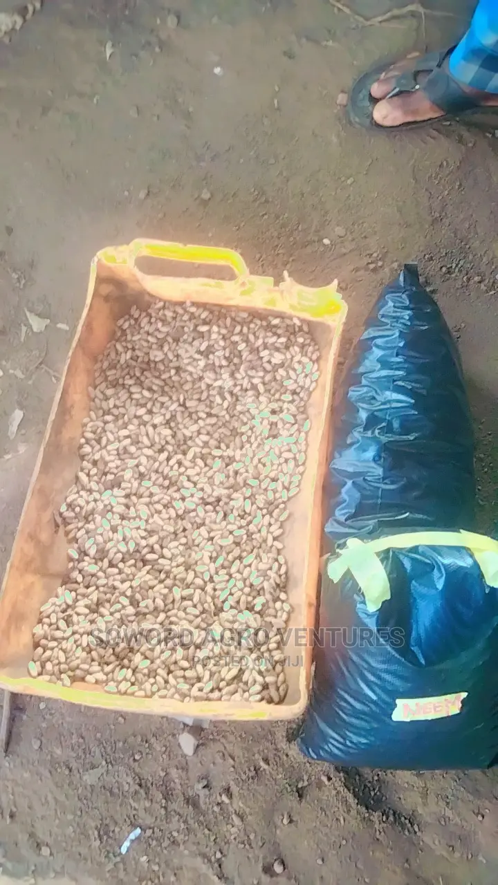 Neem Seed (Dongoyaro) and Seedlings