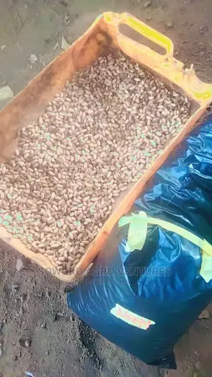 Neem Seed (Dongoyaro) and Seedlings