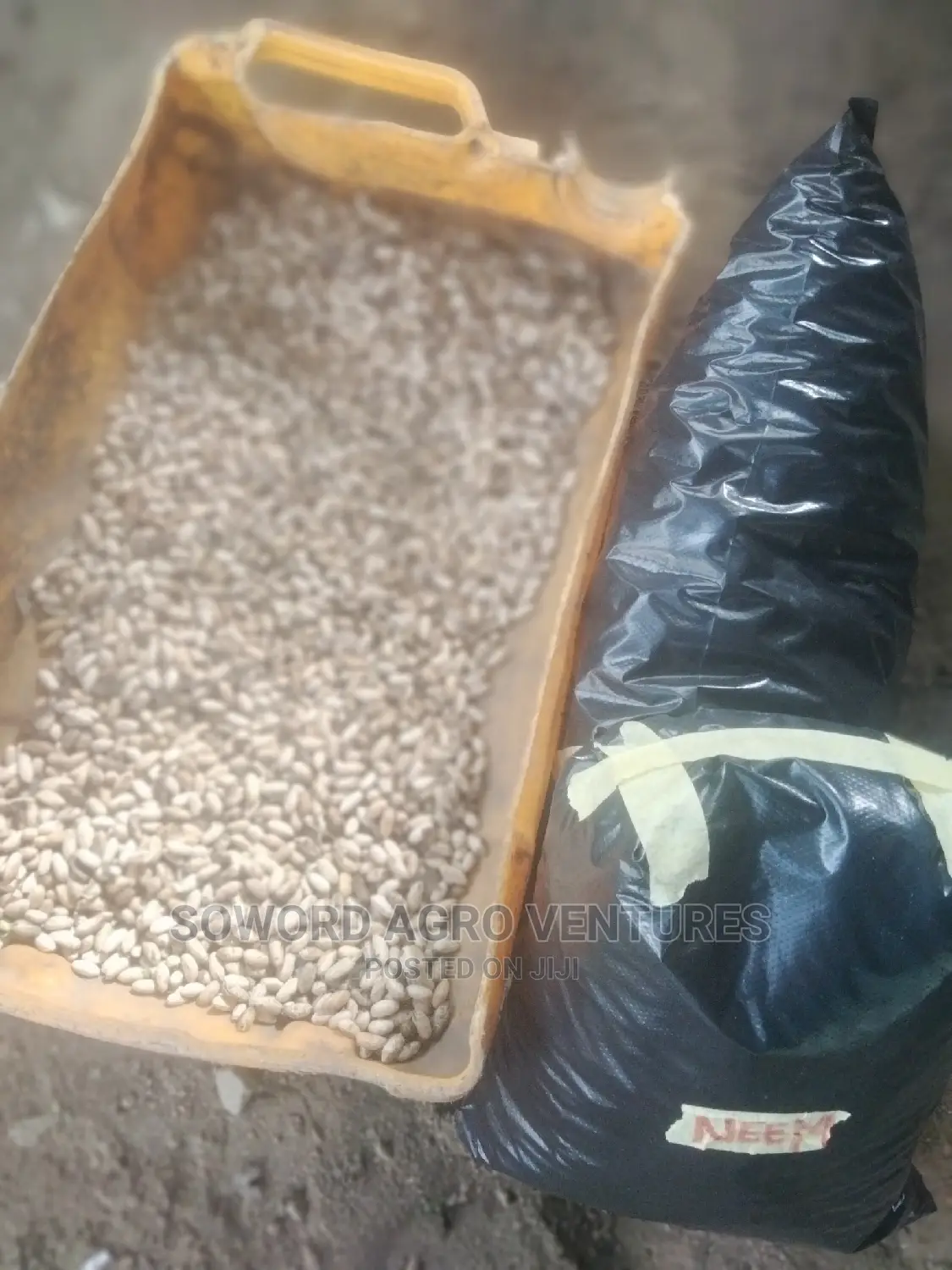 Neem Seed (Dongoyaro) and Seedlings