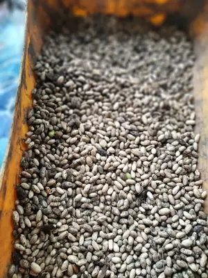 Neem Seed (Dongoyaro) and Seedlings
