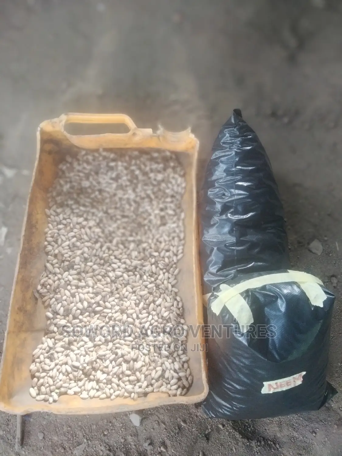 Neem Seed (Dongoyaro) and Seedlings