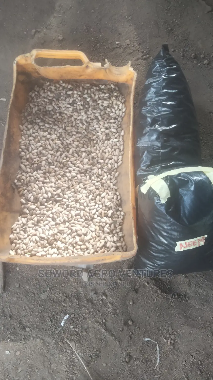 Neem Seed (Dongoyaro) and Seedlings