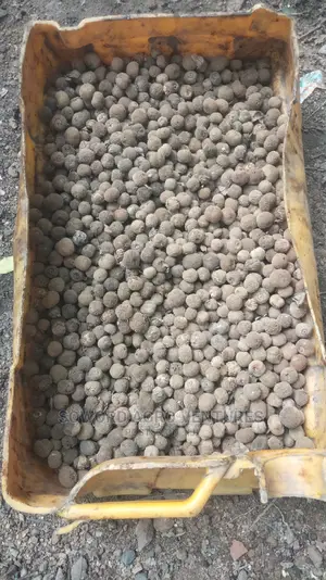 Teak Seeds