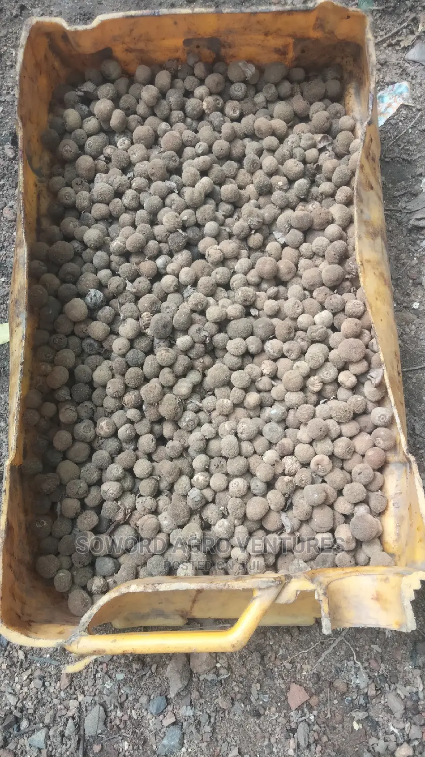 Teak Seeds